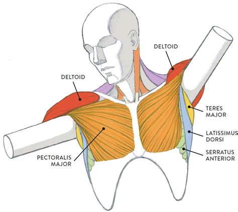 Chest Muscles Diagram Tomas Ho