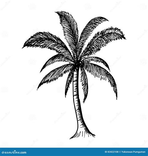 Dé El árbol De Coco Exhausto Muestra Natural De La Planta Vector