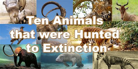 Look Ten Animals That Were Hunted To Extinction Dailypedia