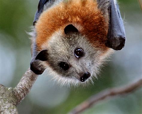 Eurobodallas Flying Fox Numbers Drop To Lowest In Almost A Decade