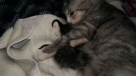My Cat Just Gave Birth To 3 Kittens 😱😍😄 Youtube