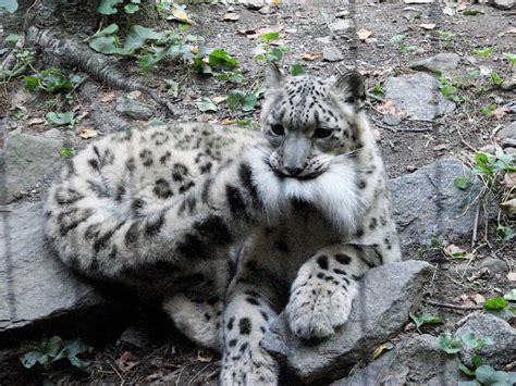 Snow Leopards Love Nomming On Their Fluffy Tails 12 Pics