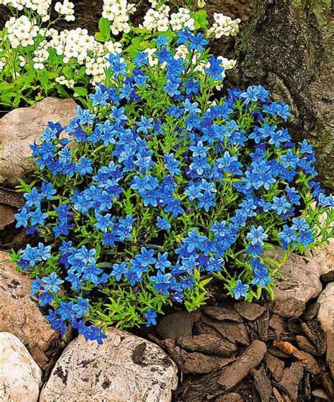 We did not find results for: Lithodora Diffusa Heavenly Blue is a compact plant that ...