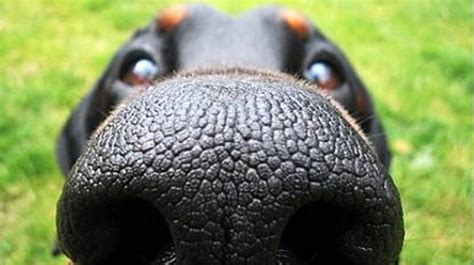 Сух нос при кучетата 4 неща които трябва да знаете