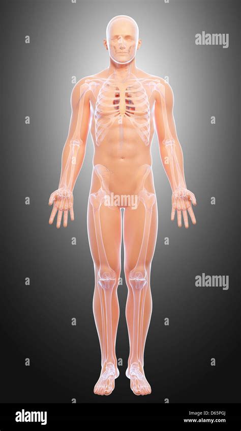 Anatomía Masculina Ilustraciones Fotografía De Stock Alamy