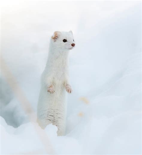 Weasel Standing In The Snow Giclee Prints Etsy