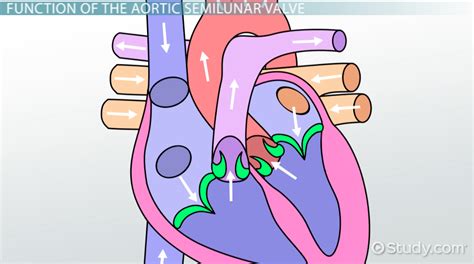 Aortic Semilunar Valve Definition And Function Video And Lesson