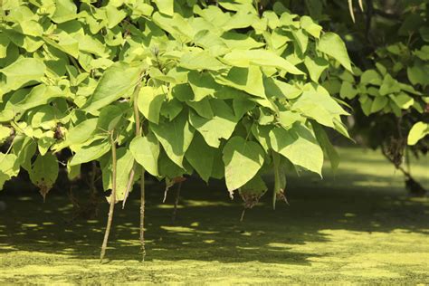 12 Fast Growing Shade Trees • Arbor Day Blog