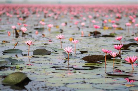 Red Lotus In The Pond At Kumphawapi Udonthani Thailand Stock Photo