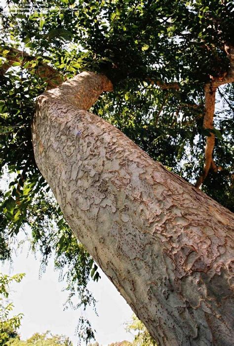 Evergreen elm and lace bark elm. PlantFiles Pictures: Ulmus Species, Chinese Elm, Lacebark ...