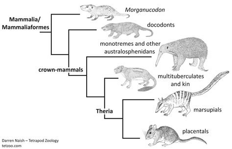 Did Mesozoic Mammals Give Birth To Live Babies Or Did They Lay Eggs