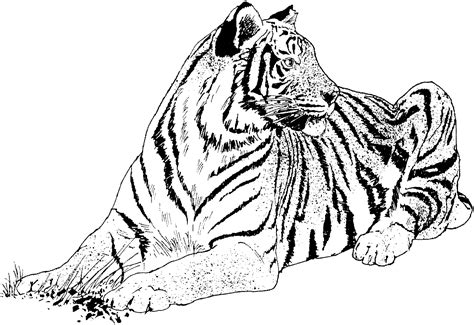 Tiger Ausmalbilder Malvorlagen Kostenlos