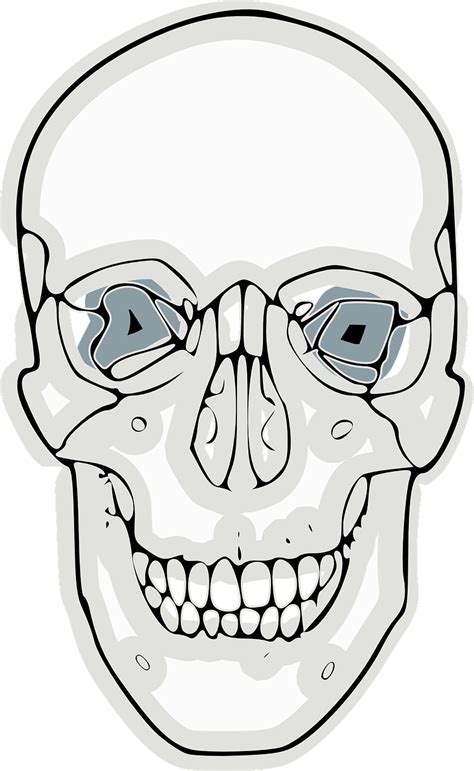 Crânio Humano Anatomia Gráfico Vetorial Grátis No Pixabay