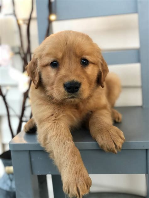 Southern Belle Goldens - Golden Retriever, Breeder