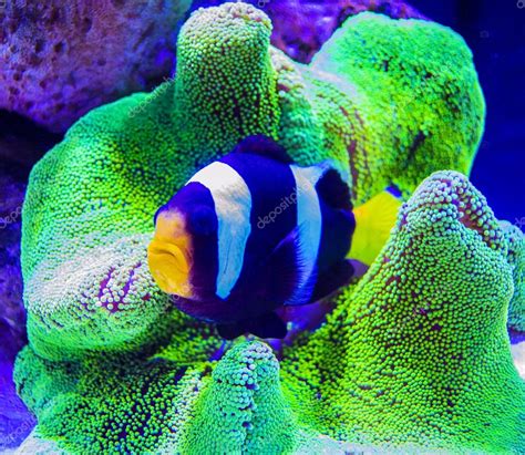Nemo Fish And Sea Anemone — Stock Photo © Weter777 67222099