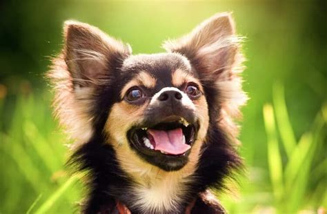 Funny Chihuahua Names For Dogs 2022 【300 Exotic List】