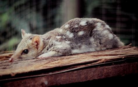Dasyurus Maculatus Spotted Tailed Quoll Captive A Photo On Flickriver