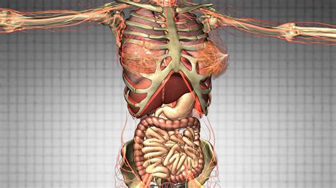 Understand the human torso with full + half sized models of the muscles, body structures + organs. science anatomy scan of human body organs and bones Motion Background - Storyblocks