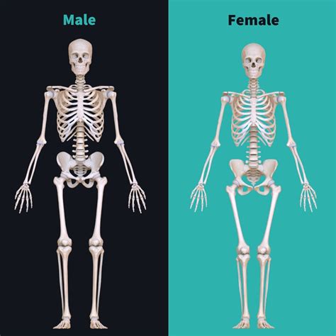 Anatomy Difference Between Male And Female Human Skel