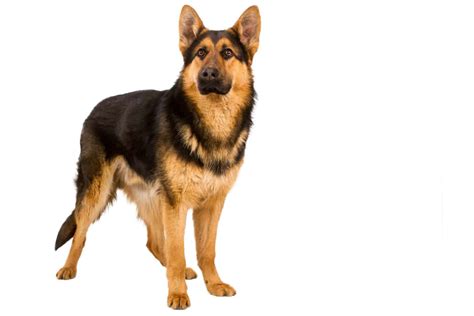 How Much Does A Full Grown German Shepherd Weight