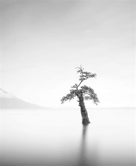 Gambar Foto Hitam Dan Putih Fotografi Monokrom Pohon Satu Warna