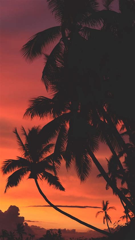 Hd Wallpaper Beach Sunset Palm Trees Vibes Warm Dark Wallpaper