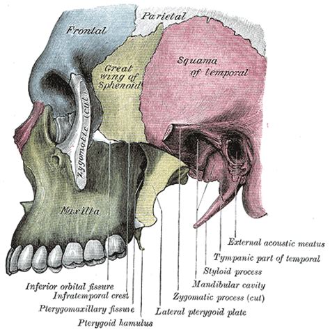 Frontal bone - wikidoc