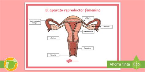 Póster El Aparato Reproductor Femenino Teacher Made