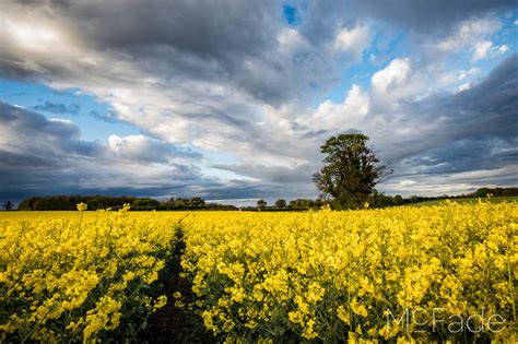 Wonderful Yellow Fields Tilt Shift Lens
