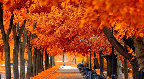 Hd Wallpaper Orange Trees Fall Orange Leafed Trees Seasons Autumn