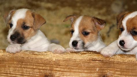 Once worms reach adulthood, symptoms such as breathing difficulty begin to present in your dog. 5 Common Health Problems Found in Jack Russell Terriers ...