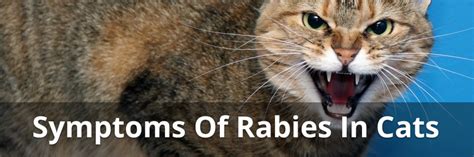 Stages Of Rabies In Cats