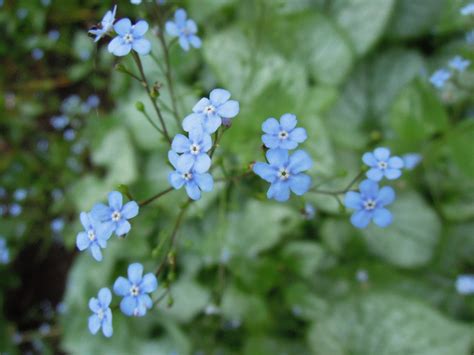 They look spectacular when interplanted with spring bulbs and alongside other shade. Forget Me Not Flower Wallpapers Images Photos Pictures ...