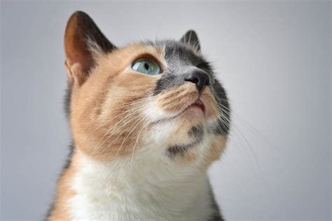 9 Types Of Calico Cats With Photos Animal Zone