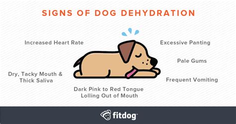 Signs Of Dogs Overheating And How To Treat Heat Exhaustion