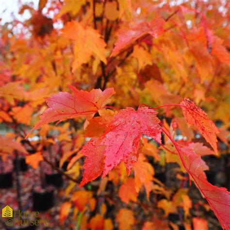 Acer Rubrum Autumn Flame Red Maple From Home Nursery