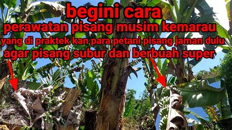 Cara Merawat Pisang Musim Kemarau Agar Pisang Nya Tetap Subur Youtube