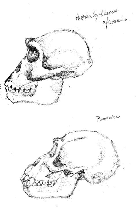 Https://tommynaija.com/draw/how To Draw A Australopithecus Skul