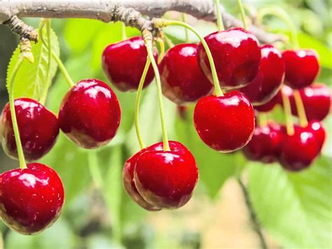 14 Dwarf Fruit Trees To Create A Mini Orchard On Your Patio