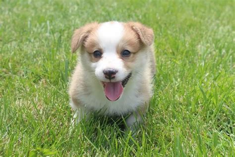 Why buy a corgi puppy for sale if you can adopt and save a life? Purebred Corgi Puppies For Sale | The Pulse