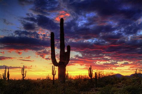 The Beauty Of The Sonoran Desert At Sunset Photograph By Saija Lehtonen