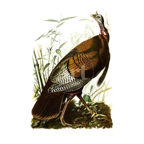 sold price c1946 audubon print 6 wild turkey october 6 0120 2 00 pm edt