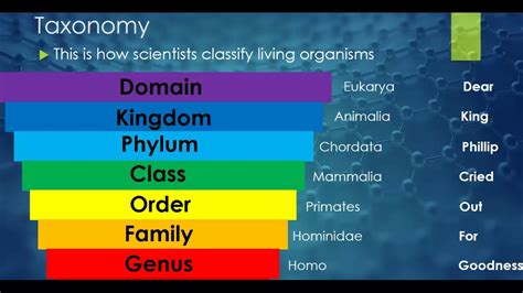 Classification And Taxonomy Youtube