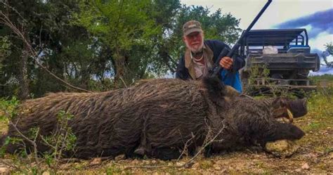 Hog Hunting 60 Species Available For Hunt Ox Ranch