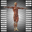 Mann Anatomie und Muskeln Text - Stockfotografie: lizenzfreie Fotos ...