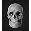 Human Skull Study By JonRush  Realistic 3D CGSociety