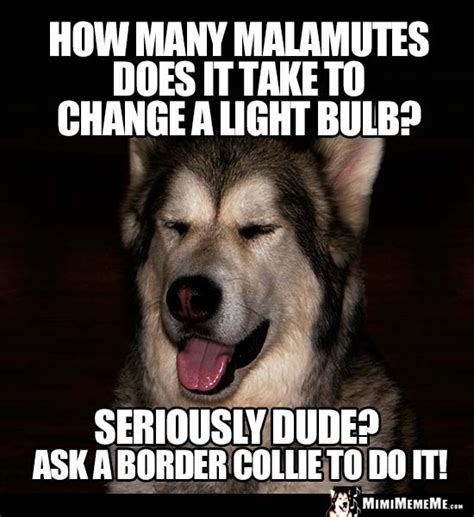Riddles about technology, transport and buildings. Dog Riddle: How many Malamutes does it take to change a light bulb? Seriously dude? Ask a border ...