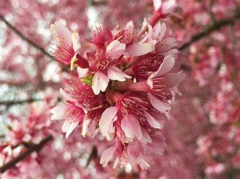 Download Tumblr Flower Pink Cherry Blossom Flowers Wallpaper