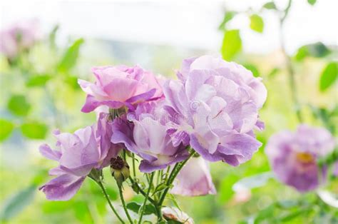 Purple Roses Flower In Garden Stock Photo Image Of Purple Garden