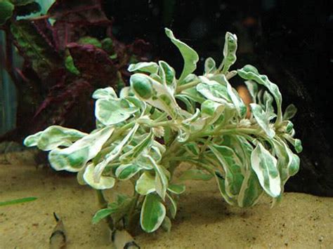 Click here to find out more. Acuaristas.cl Ver Tema - plantas FALSAS de acuarismo